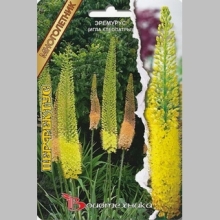 Эремурус Перфектус (Игла Клеопатры)