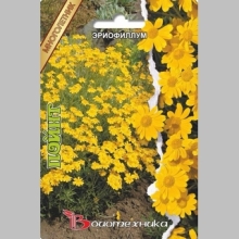 Эриофиллум Пойнт