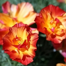 Эшшольция Абрикосовый шелк