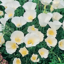 Эшшольция Белый замок