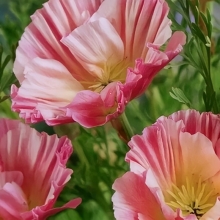 Эшшольция Романтика, смесь