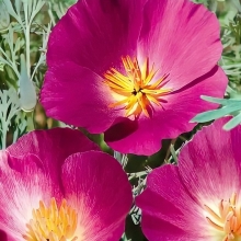 Эшшольция Сливовое вино