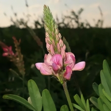 Эспарцет Фантазия