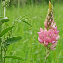 Эспарцет Виагра