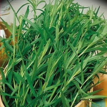 Эстрагон Добрыня