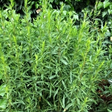 Эстрагон Маленький дракон