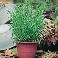 Эстрагон Тархун