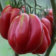 Томат Этуаль