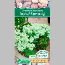 Эуфорбия Горный Снегопад окаймленный (молочай)