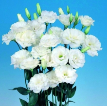 Эустома Эхо Белая F1