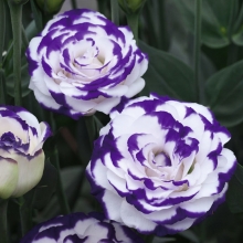 Эустома Эхо Пикоти Голубая F1