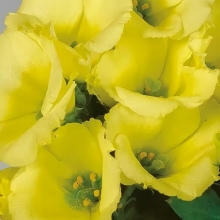 Эустома Твинки F1 Желтый