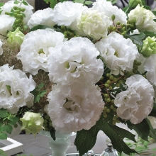 Эустома Корелли F1 белая