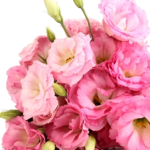 Эустома Мариачи F1 Мистический Розовый