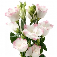 Эустома Рози F1 Пикоти