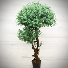 Эвкалипт Мюррей (тополевидный)