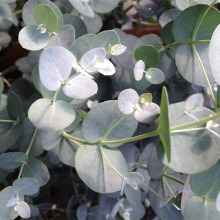 Эвкалипт Silver Dollar (большой пакет)