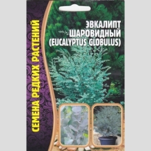 Эвкалипт шаровидный