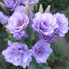 Эустома Эхо Лавандовая F1