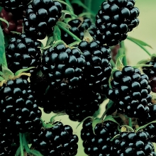 Ежевика Чародейка