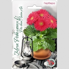 Гербера Мега Революшн F1 Роз Вит Лайт Ай (горшечная)