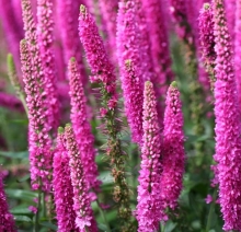 Вероника Очарование длиннолистная