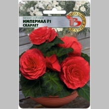 Бегония Империал F1 Скарлет (клубневая)