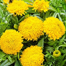 Бархатцы Фантастика Золотые