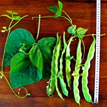 Фасоль Гирлянда