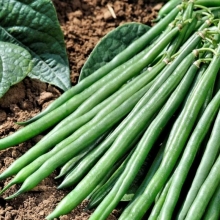 Фасоль Серенгети F1 спаржевая