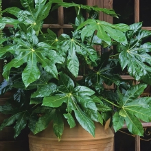 Фатсия Империя японская