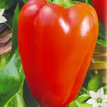 Перец Фельдмаршал