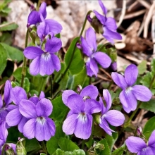 Фиалка Царская (душистая)