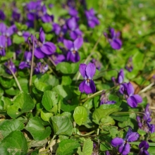 Фиалка Фиолетовый бархат (душистая)