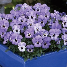 Фиалка Флорал Пауэр Скай Блю Блотч (рогатая)