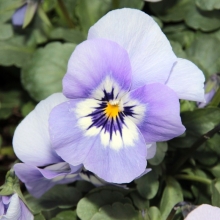 Фиалка Флорал Пауэр Марина (рогатая)