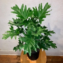 Филодендрон Селло