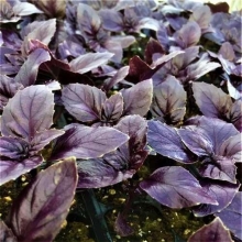 Базилик Фиолетовый