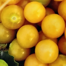 Физалис Филантроп