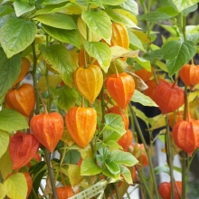 Физалис Франше декоративный (большой пакет)