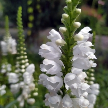 Физостегия Белая башня виргинская