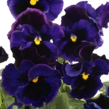 Виола Фламенко синяя F1 Виттрока