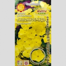 Флокс Лимонное чудо (Друммонда)