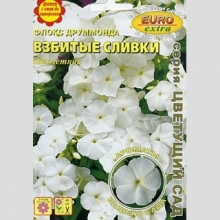 Флокс Взбитые сливки (Друммонда)