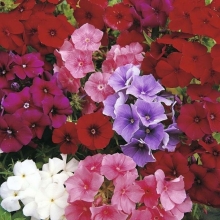 Флокс Искусство теней крупноцветковый