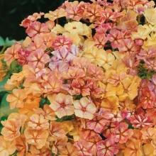 Флокс Крем-брюле смесь