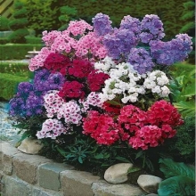 Флокс Купидон смесь (метельчатый)