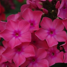 Флокс Малиновый мусс (большой пакет)