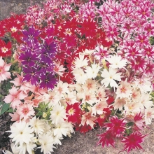 Флокс Мерцающая звезда (Друммонда)