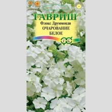 Флокс Очарование белое